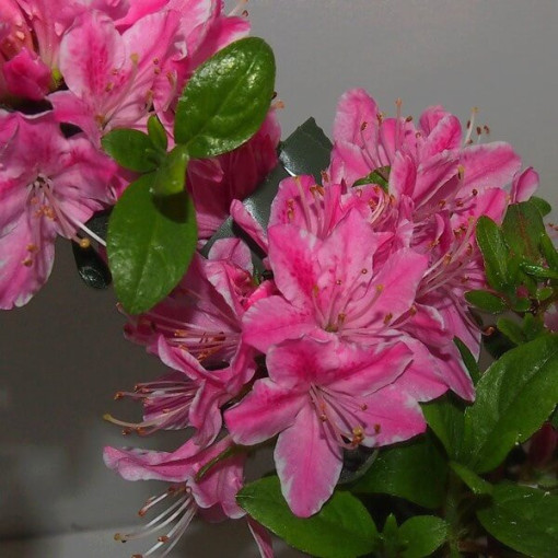 Rhododendron (Azalea) 'Koningstein' pot,  4l