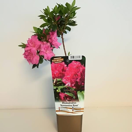 Rhododendron (Azalea) 'Koningstein' pot,  4l