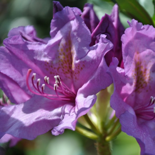 Rhododendron (Azalea) Catawbiense Grandiflorum pot,  4l