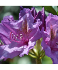 Rhododendron (Azalea) Catawbiense Grandiflorum pot,  4l