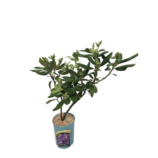 Rhododendron (Azalea) Catawbiense Grandiflorum pot,  4l