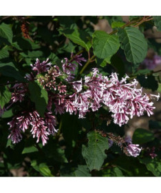 Lilac (Syringa) Josika, pot,  4l