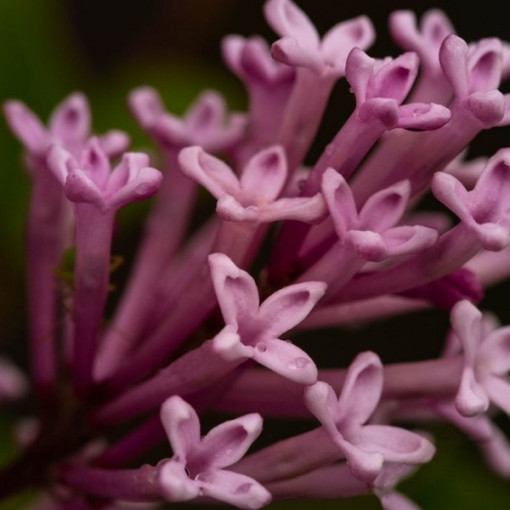 Lilac (Syringa) Josika, pot,  4l