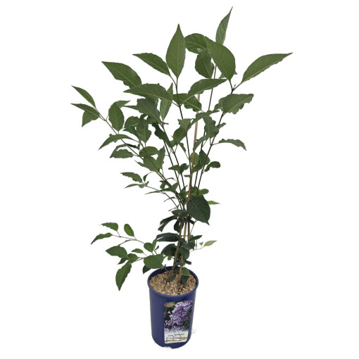 Lilac (Syringa) Josika, pot,  4l