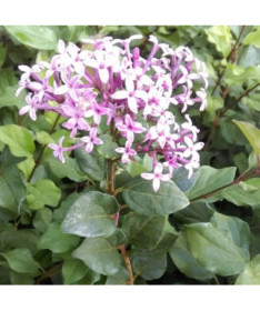 Lilac (Syringa) Red Pixie pot,  4l