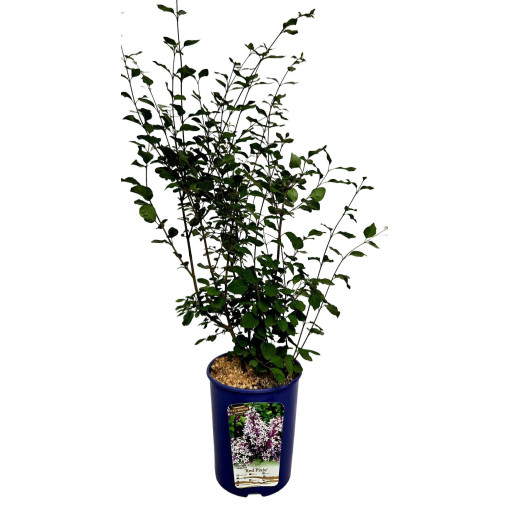 Lilac (Syringa) Red Pixie pot,  4l