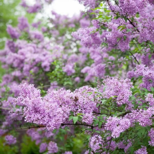 Lilac (no) Miss Kim  4l