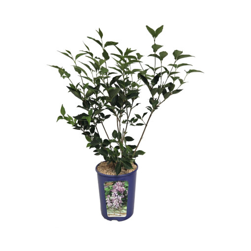 Lilac (no) Miss Kim  4l