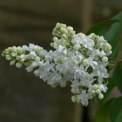 Canadian Lilac (Syringa) 'Agnes Smith' pot,  4l