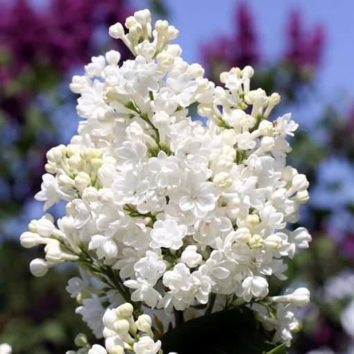 Canadian Lilac (Syringa) 'Agnes Smith' pot,  4l
