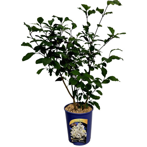 Canadian Lilac (Syringa) 'Agnes Smith' pot,  4l