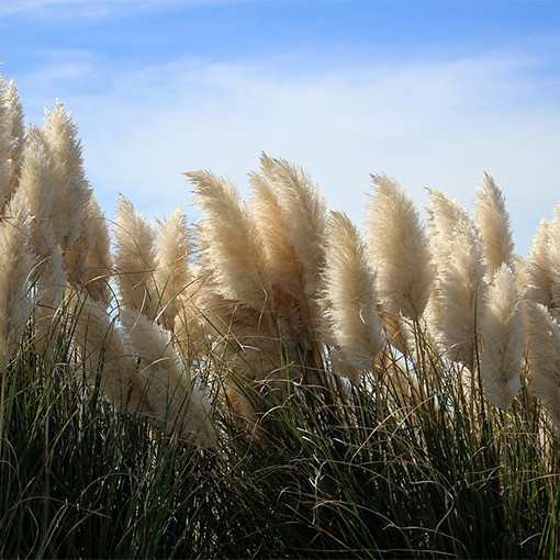 Pampas Grass 'Pumila'  4l