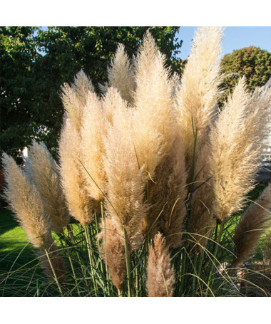 Pampas Grass 'Pumila'  4l
