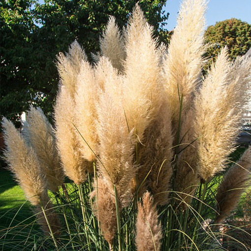 Pampas Grass 'Pumila'  4l