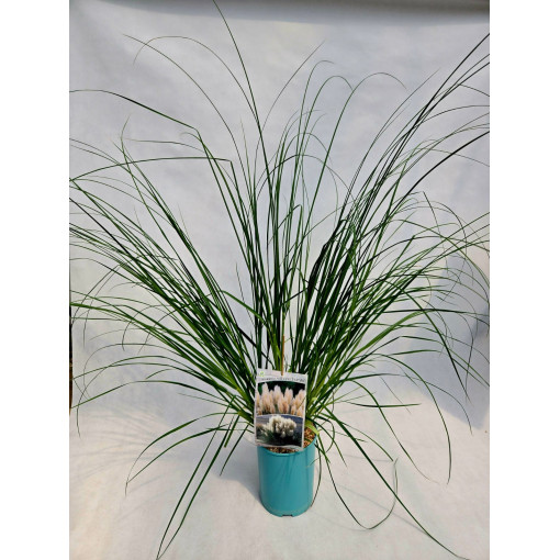 Pampas Grass 'Pumila'  4l