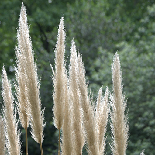 Pampas Grass ‘Evita'  4l
