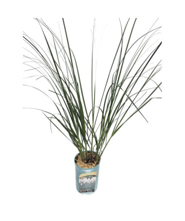 Pampas Grass ‘Evita'  4l