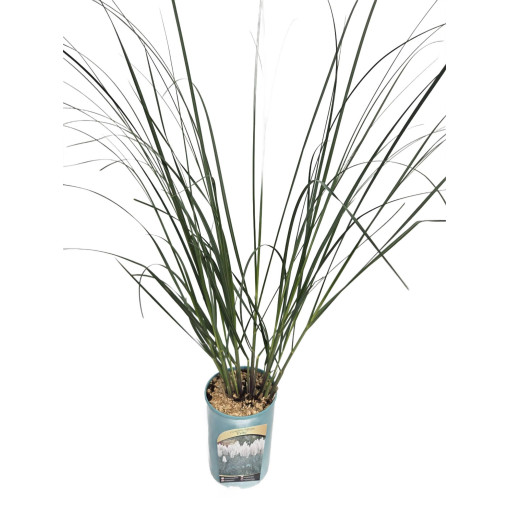 Pampas Grass ‘Evita'  4l