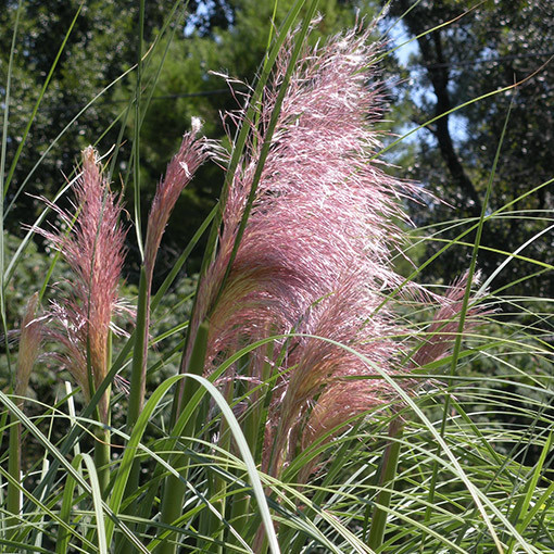 Trawa pampasowa ROSEA  4l