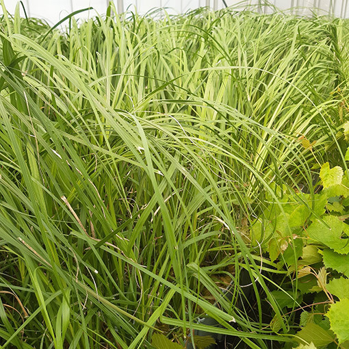 Pampas Grass ‘White Plume'  4l