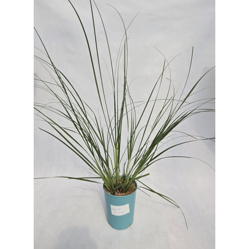 Pampas Grass ‘White Plume'  4l
