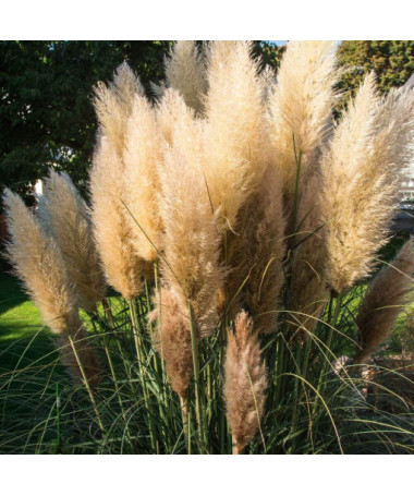 Pampas Grass Selloana  4l