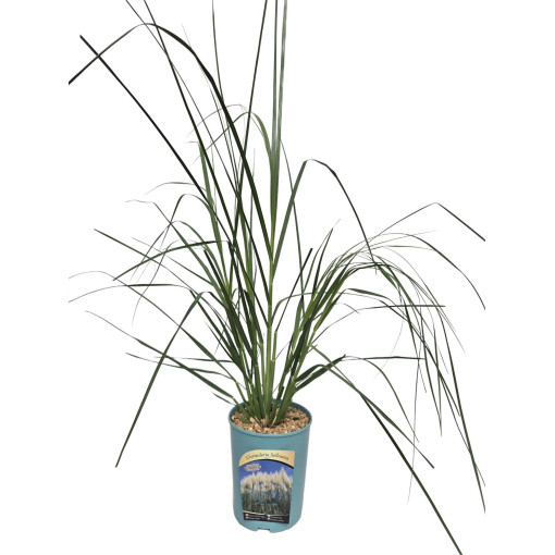 Pampas Grass Selloana  4l