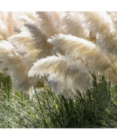 Pampas grass White Feather  4l