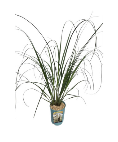 Pampas grass White Feather  4l