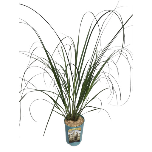 Pampas grass White Feather  4l