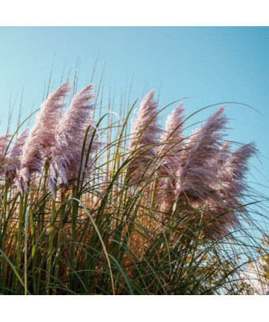 Pampas grass Pink Feather  4l