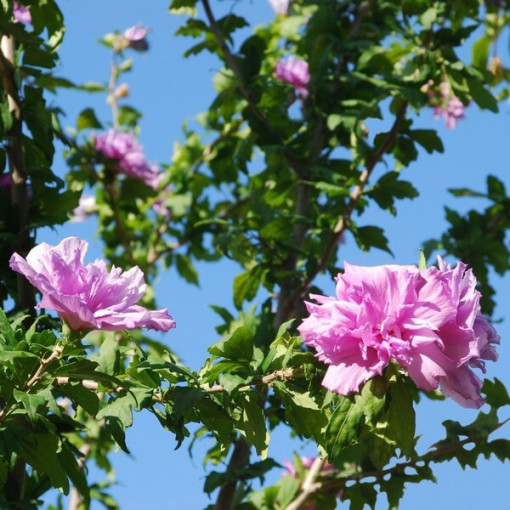 Syrian Hibiscus (Hibiscus) Ardens, 2L