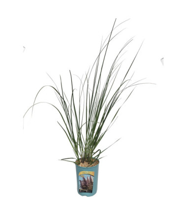 Pampas grass Pink Feather  4l
