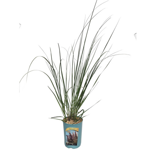 Pampas grass Pink Feather  4l