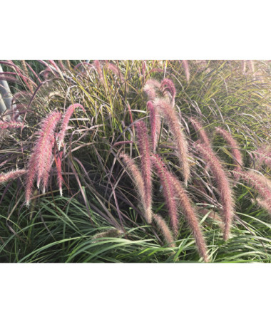 Pennisetum setaceum 'Rubrum'  4l