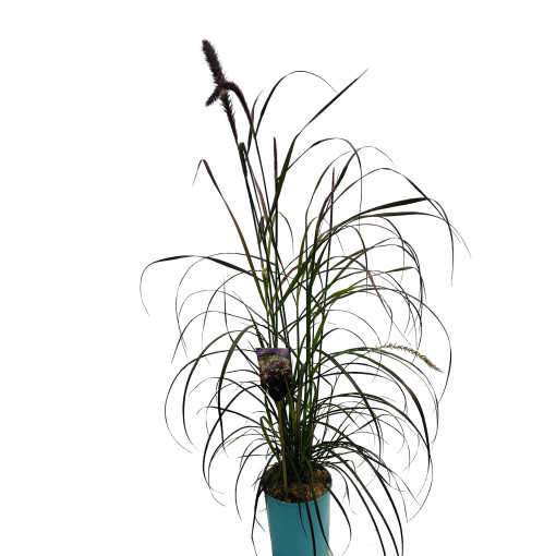 Pennisetum setaceum 'Rubrum'  4l