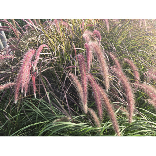 Pennisetum setaceum 'Rubrum' C2