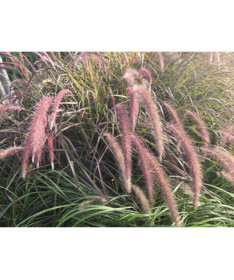 Pennisetum setaceum 'Rubrum' C2