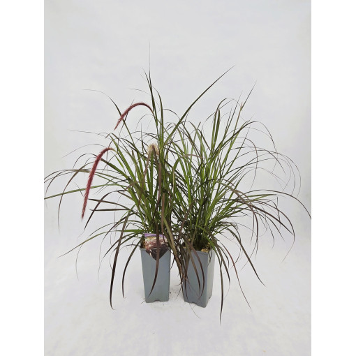 Pennisetum setaceum 'Rubrum' C2