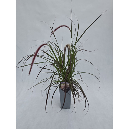 Pennisetum setaceum 'Rubrum' C2