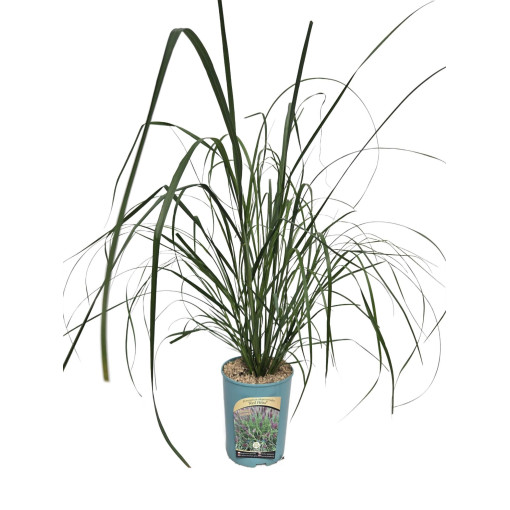 Japanese Pampas Grass 'Red Head'  4l