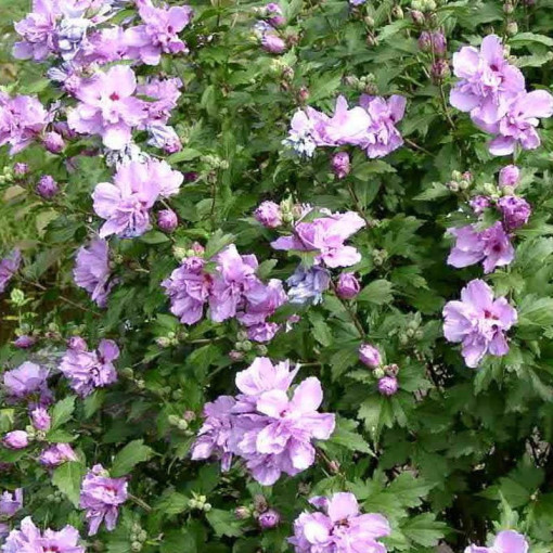 Syrian Hibiscus (Hibiscus) Ardens, 2L
