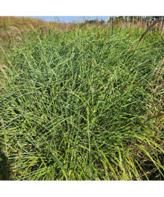 Chinese Miscanthus 'Little Zebra'  4l