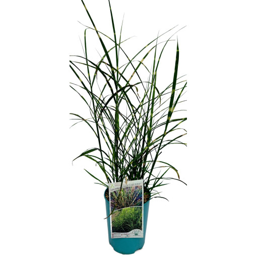 Chinese Miscanthus 'Little Zebra'  4l