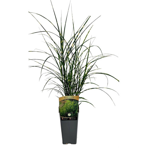Chinese Miscanthus 'Little Zebra' 2L