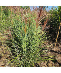 Chinese Miscanthus 'Red Chief'  4l