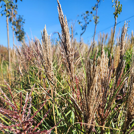 Chinese Miscanthus 'Red Chief'  4l