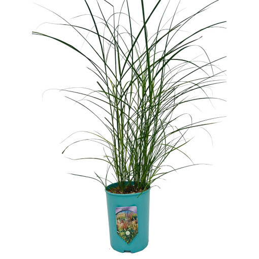 Chinese Miscanthus 'Red Chief'  4l