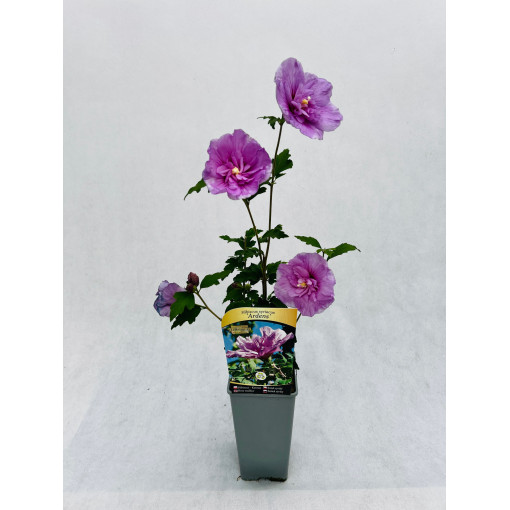 Syrian Hibiscus (Hibiscus) Ardens, 2L