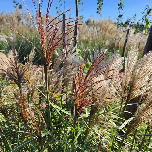 Chinese Miscanthus 'Red Chief' 2L